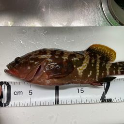 アコウ