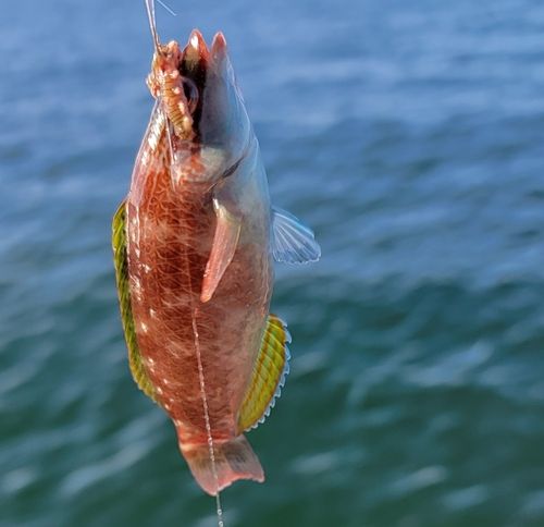 アカササノハベラ