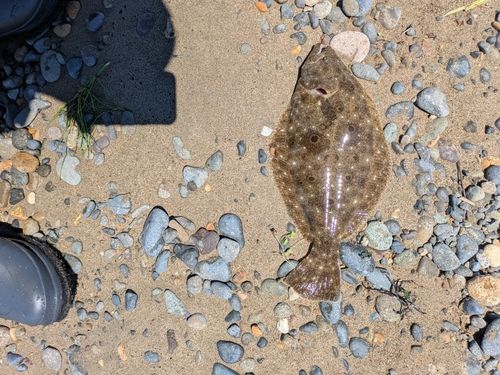 ヒラメの釣果