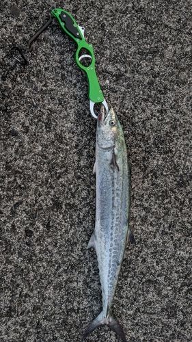 ケンサキイカの釣果