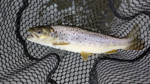 トラウトの釣果