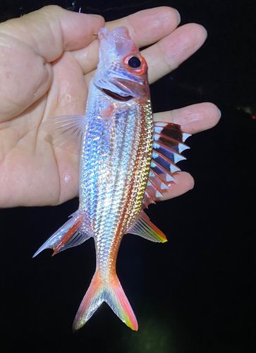 ウケグチイットウダイの釣果
