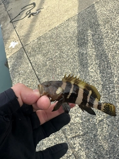 アオハタの釣果