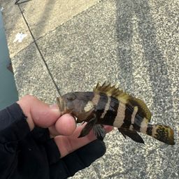 アオハタ