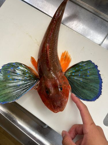 ホウボウの釣果