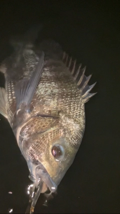 クロダイの釣果