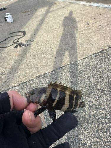アオハタの釣果