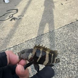 アオハタ