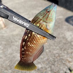 アカササノハベラ