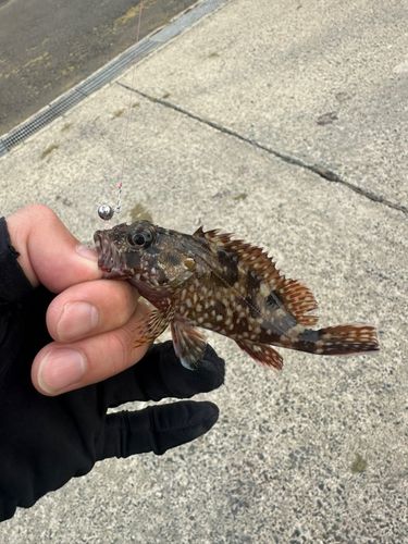 ガシラの釣果