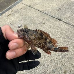 ガシラ