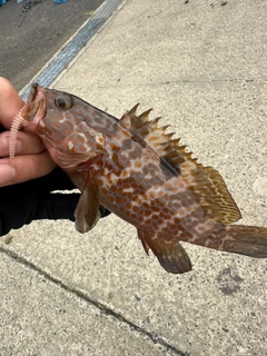 キジハタの釣果