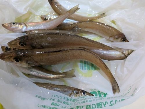 キスの釣果