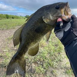 スモールマウスバス