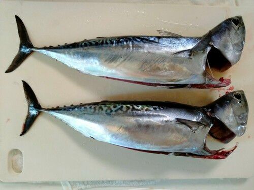ソウダガツオの釣果