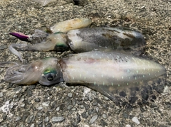 アオリイカの釣果