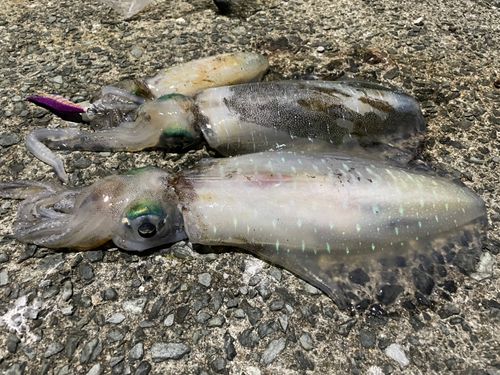 アオリイカの釣果
