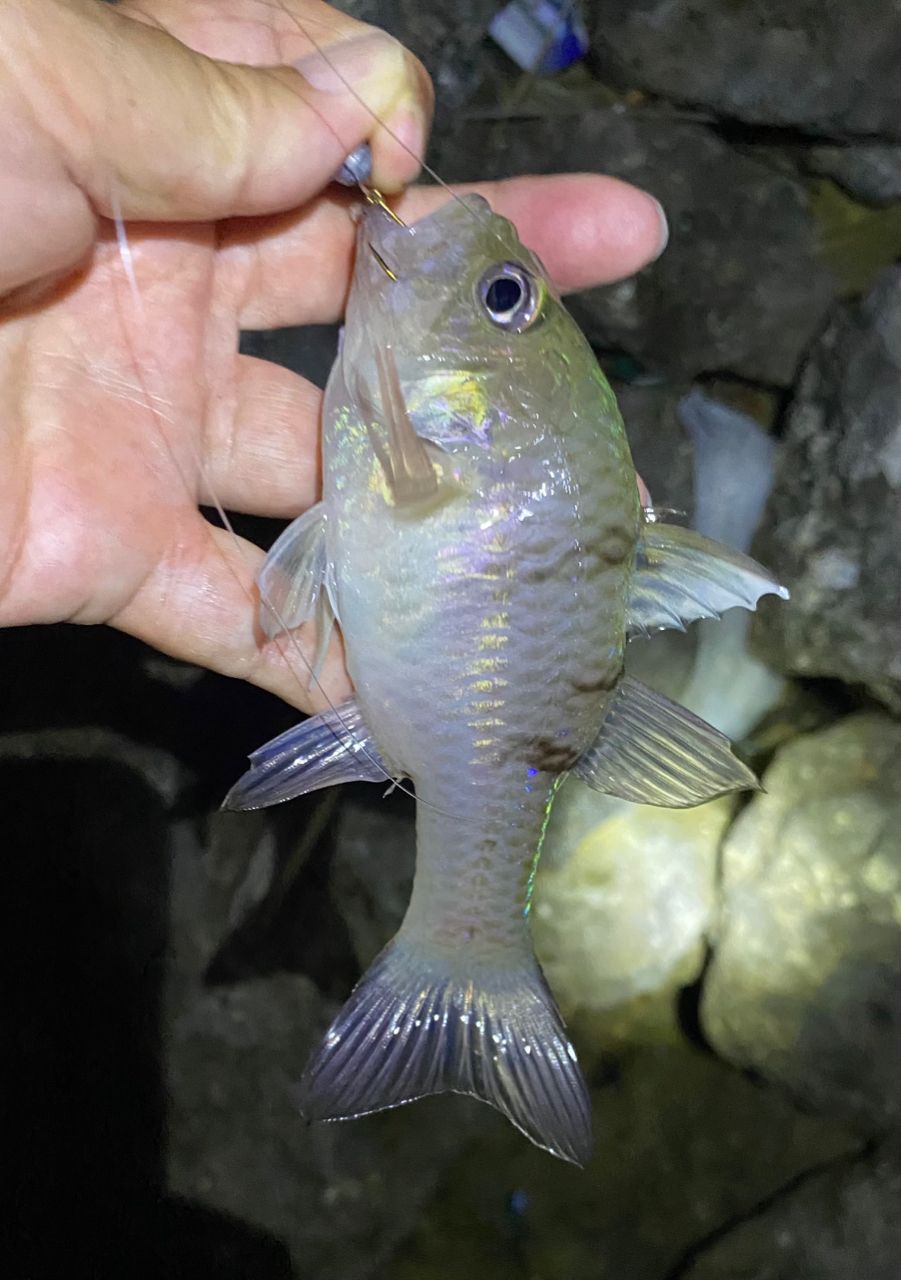 ミスジアカヒレイシモチ