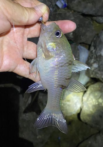 ミスジアカヒレイシモチの釣果