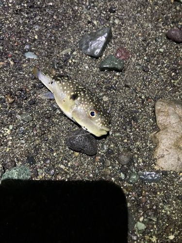 クサフグの釣果