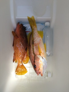 ヨコスジフエダイの釣果