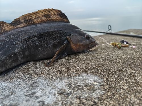 アイナメの釣果