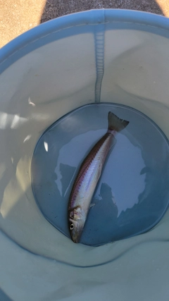 シロギスの釣果