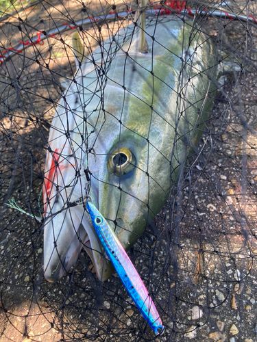 メジロの釣果
