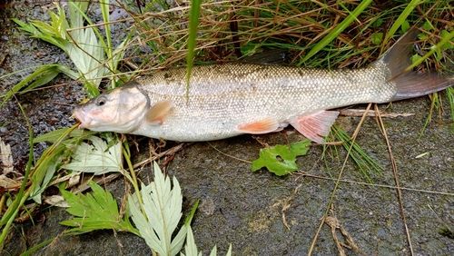 ウグイの釣果
