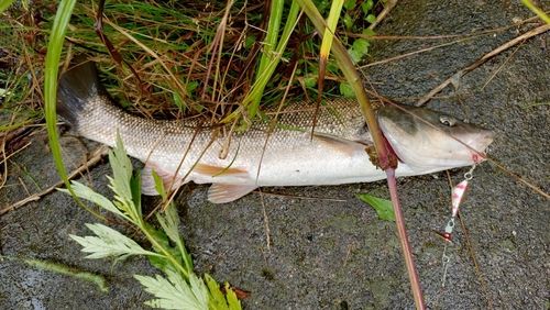 ウグイの釣果