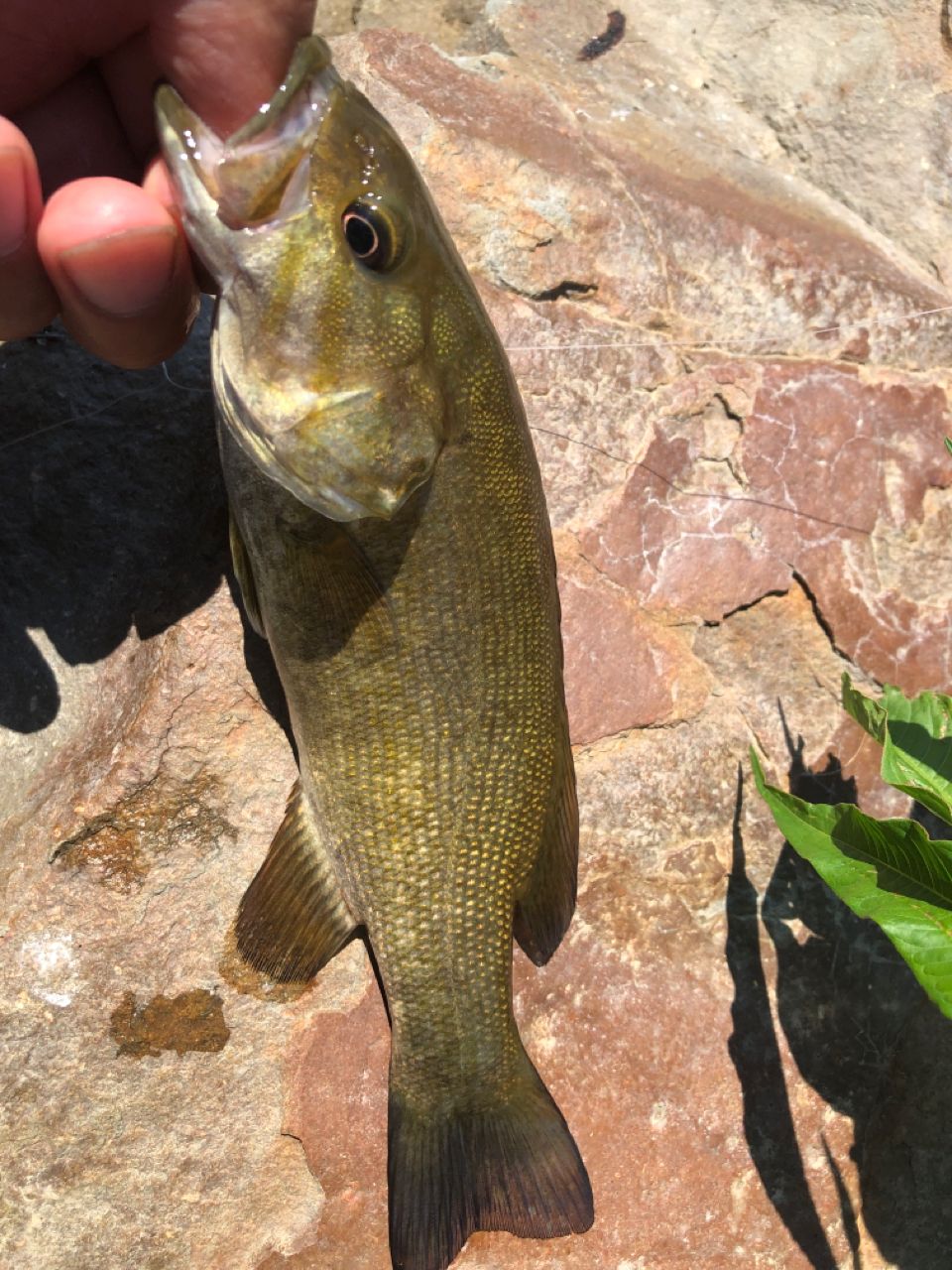 スモールマウスバス