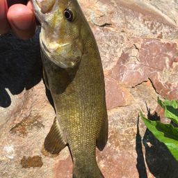 スモールマウスバス