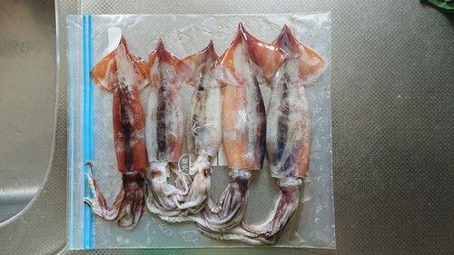 スルメイカの釣果