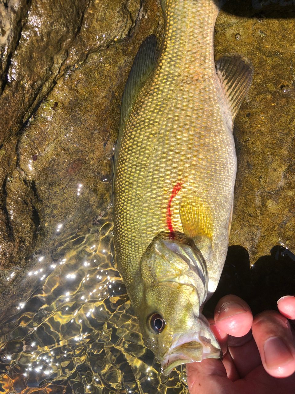 スモールマウスバス