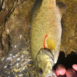 スモールマウスバス