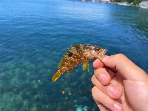 キジハタの釣果