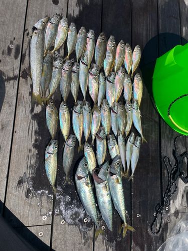 アジの釣果