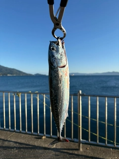 ソウダガツオの釣果