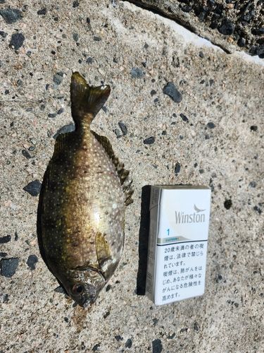 バリの釣果