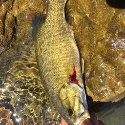 スモールマウスバス