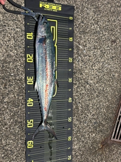サゴシの釣果