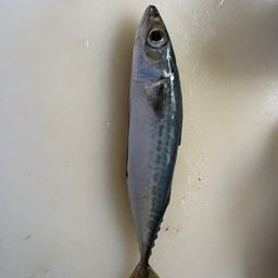 サバ