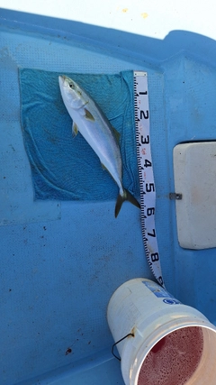 イナダの釣果