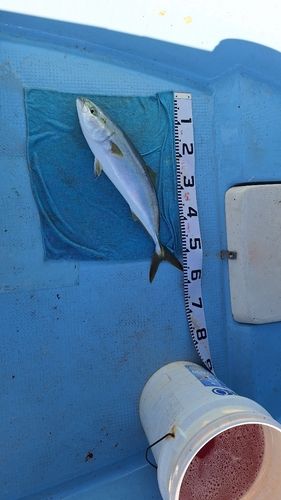 イナダの釣果