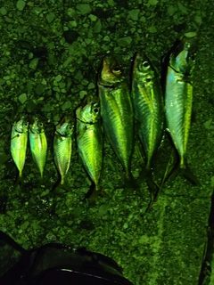 アジの釣果