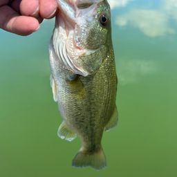 ラージマウスバス