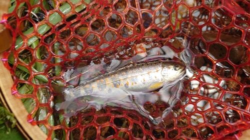 アマゴの釣果