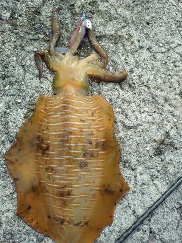 アオリイカの釣果