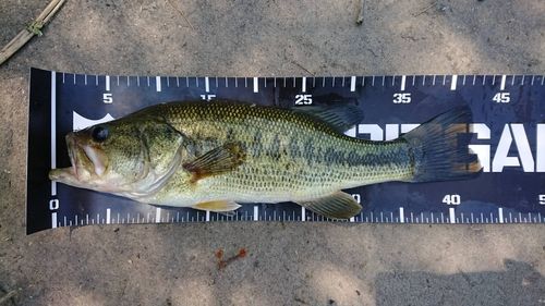 ブラックバスの釣果