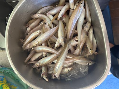 キスの釣果